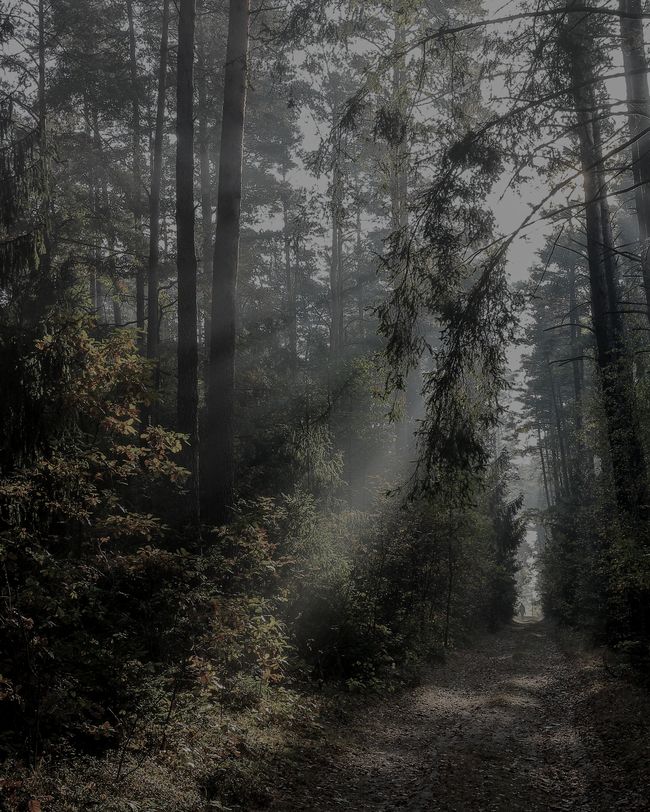 Trilha na Mata Atlântica em meio à neblina