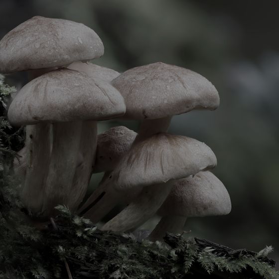 Cogumelos crescendo sobre musgo na floresta